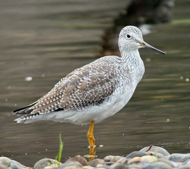 Greater Yellowlegs - ML646022223