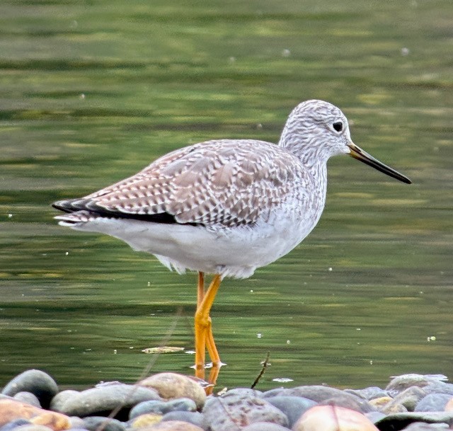 Greater Yellowlegs - ML646022224