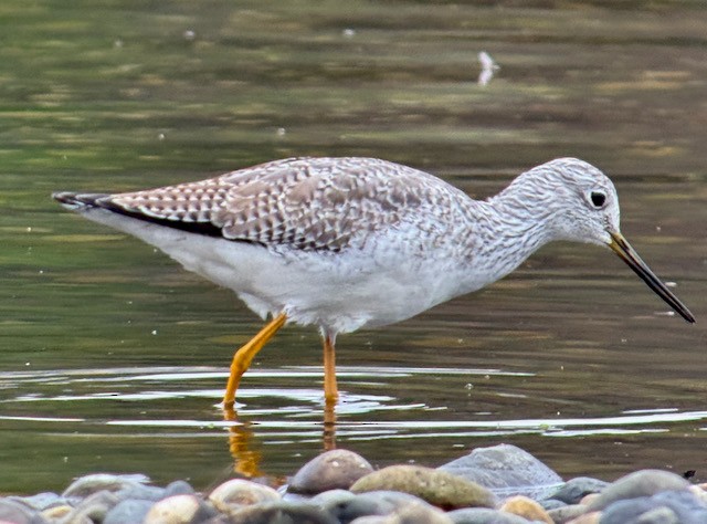 Greater Yellowlegs - ML646022225