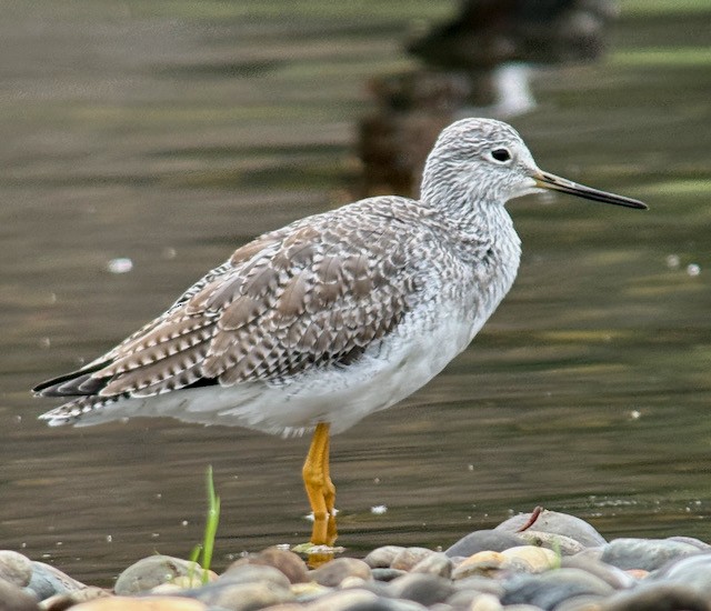 Greater Yellowlegs - ML646022226