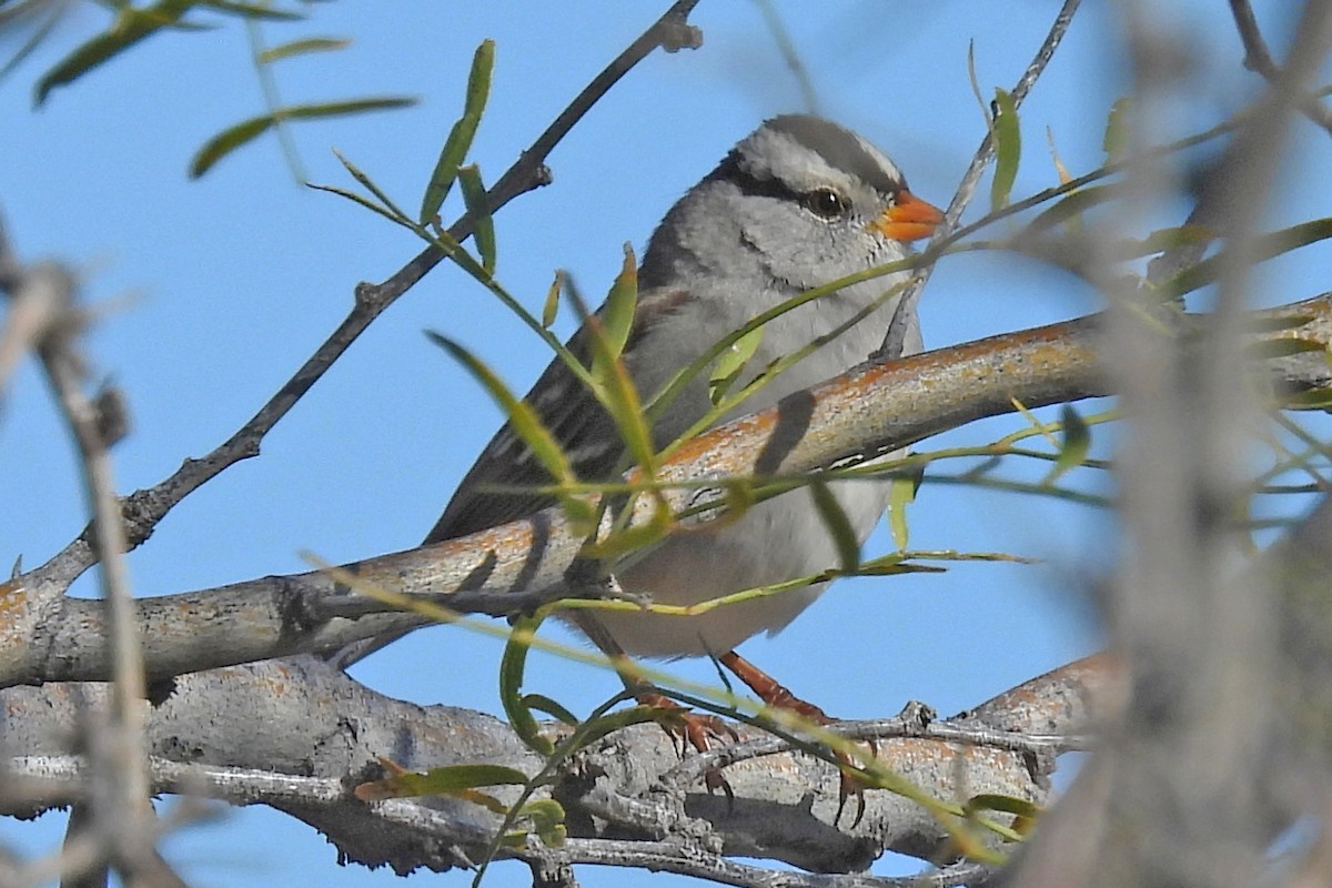 White-crowned Sparrow - ML646022227