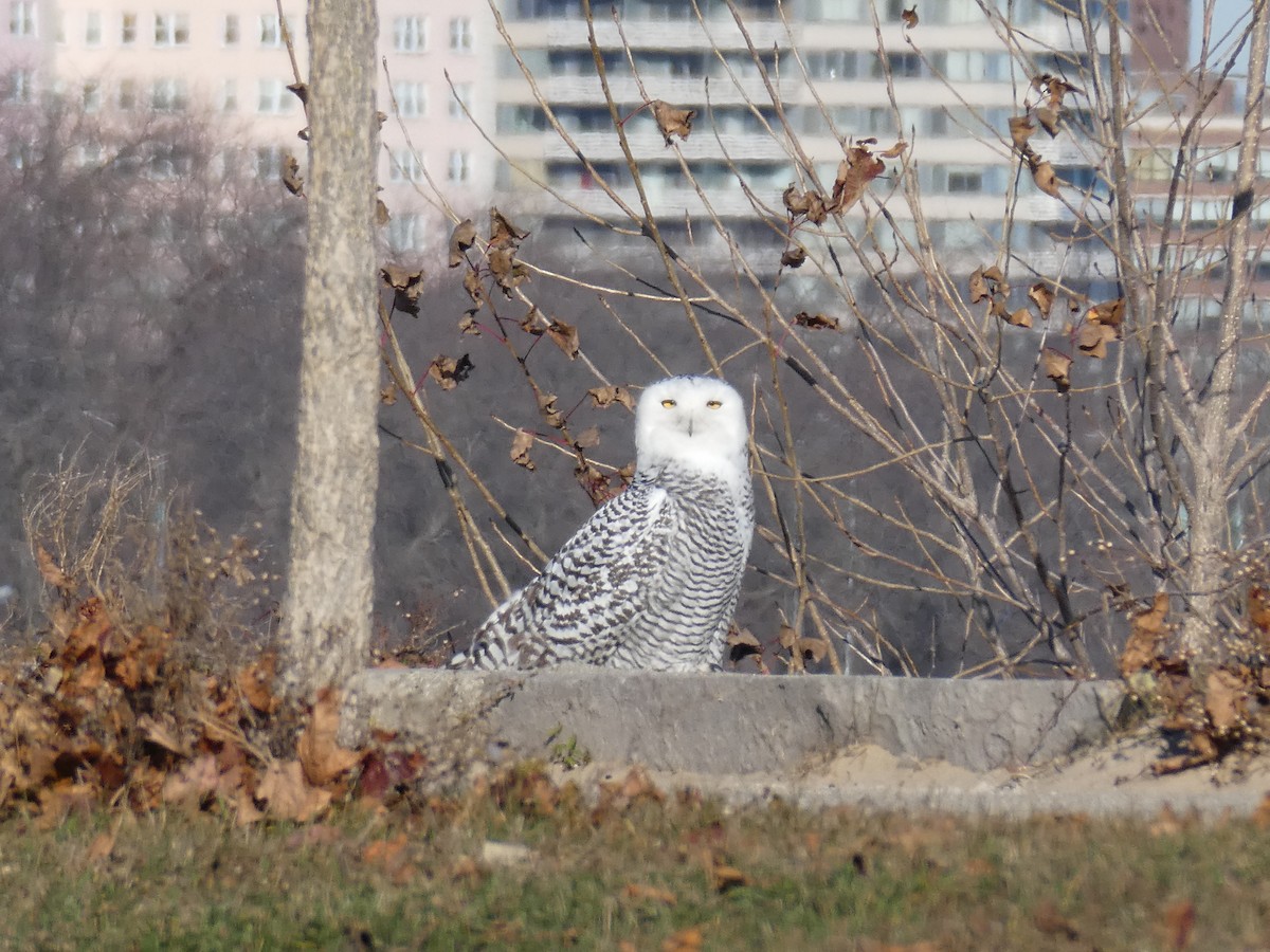 Snowy Owl - ML646022244