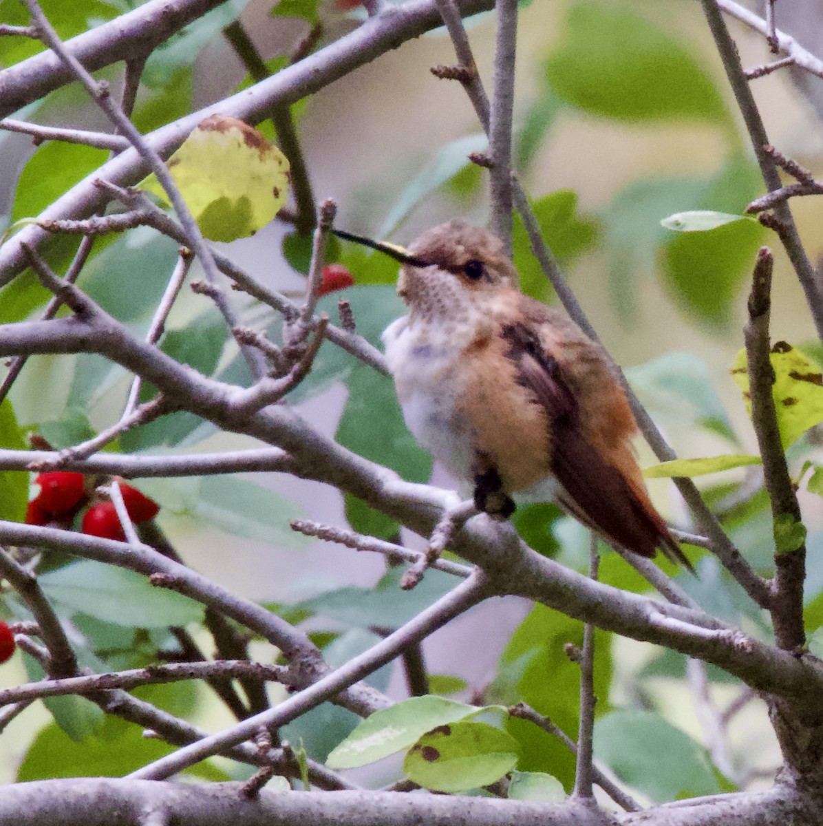Rufous Hummingbird - ML646022250
