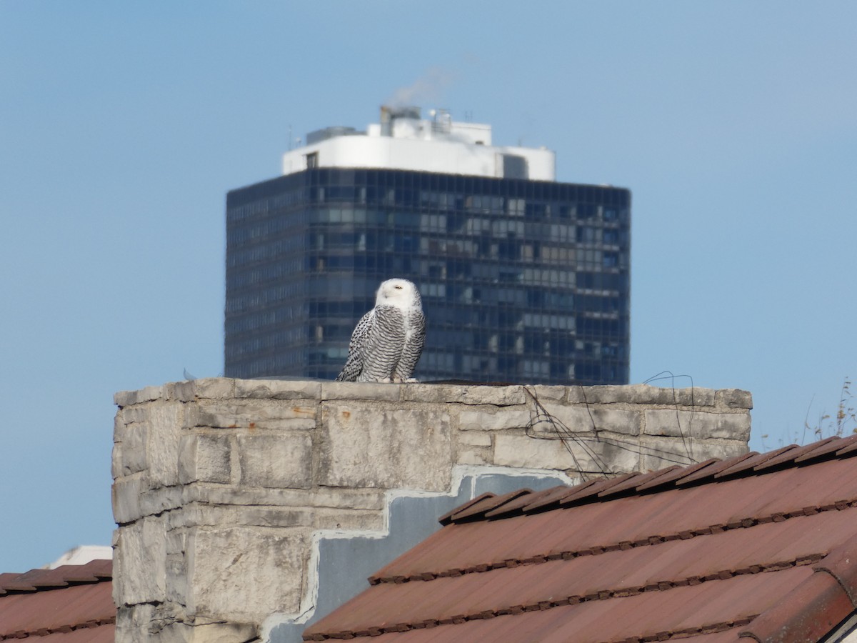 Snowy Owl - ML646022252
