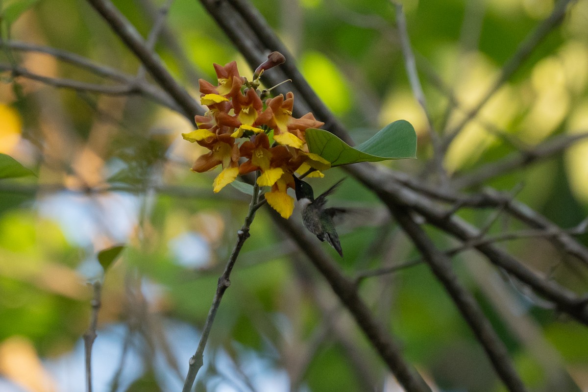 Рубиновогорлый колибри - ML646022257