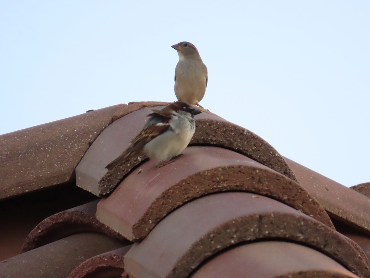 House Sparrow - ML646022258