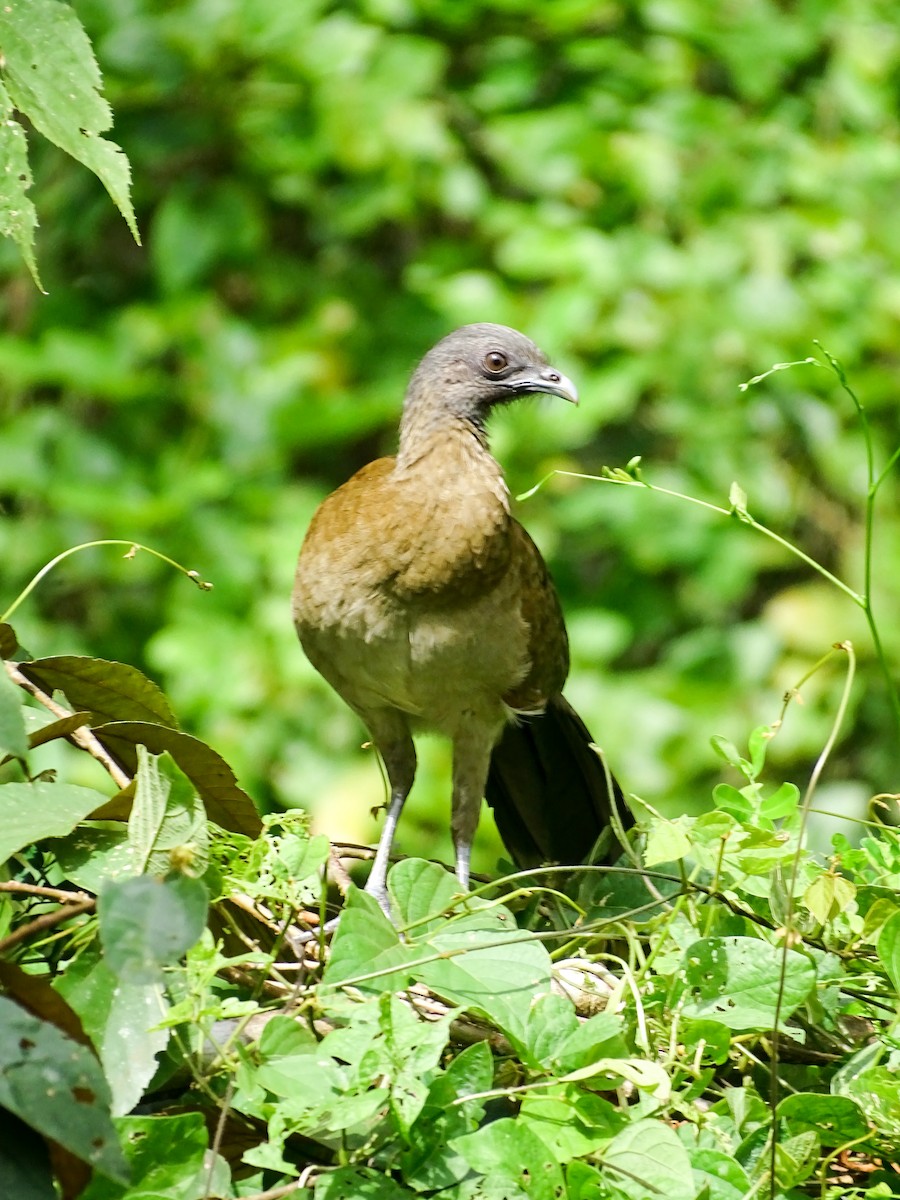 Gray-headed Chachalaca - ML646022283