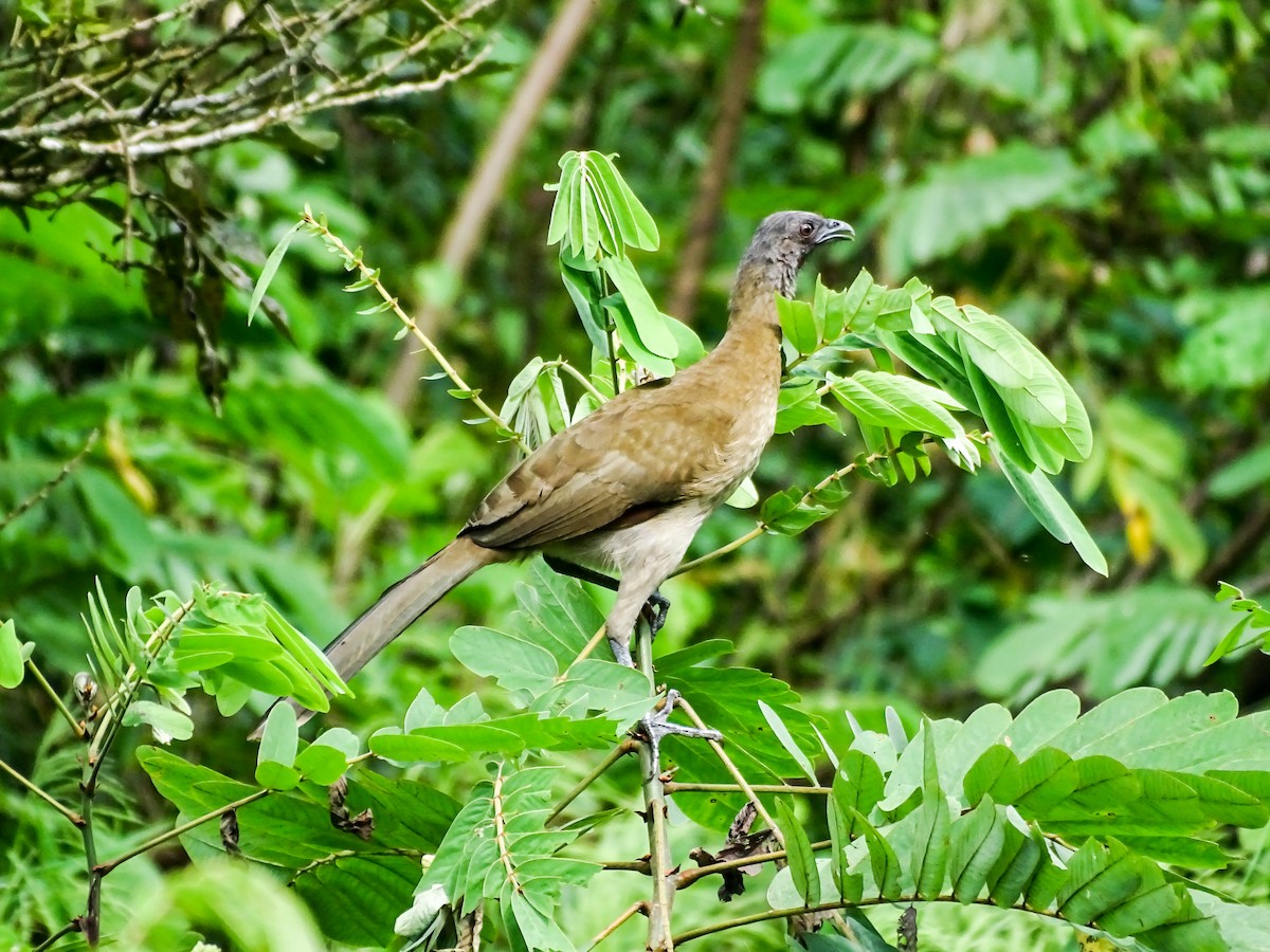 Gray-headed Chachalaca - ML646022285