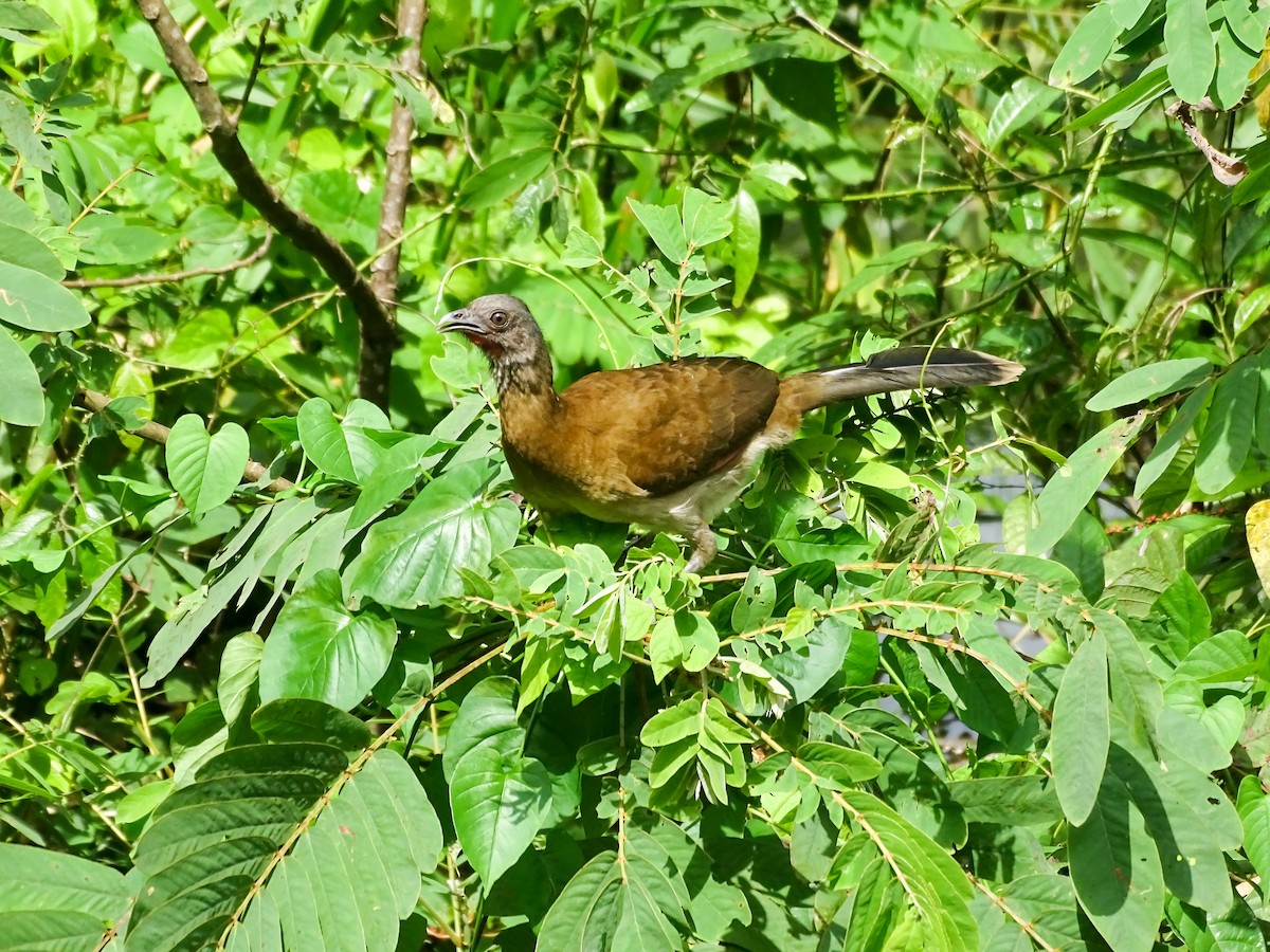 Gray-headed Chachalaca - ML646022286