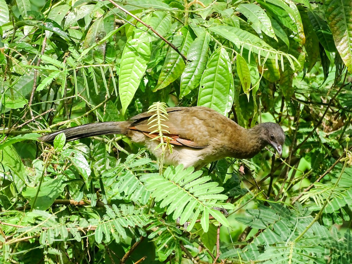 Gray-headed Chachalaca - ML646022287