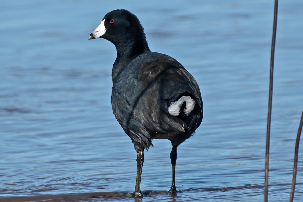 American Coot - ML646022289