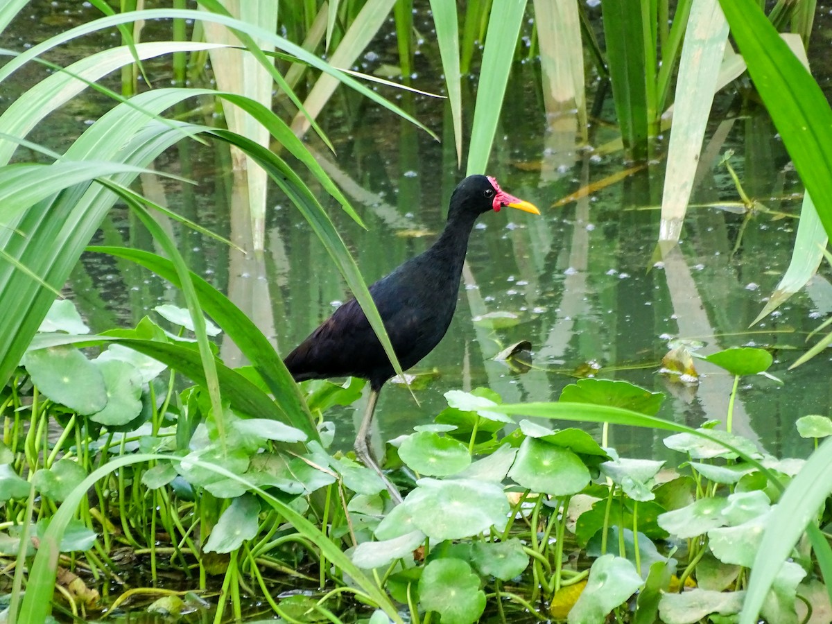 Wattled Jacana - ML646022292