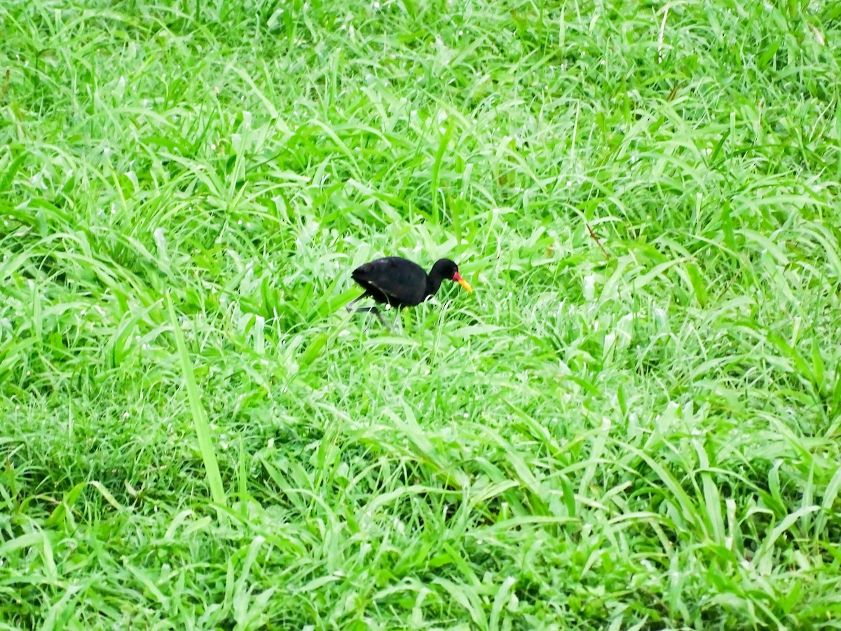 Wattled Jacana - ML646022293