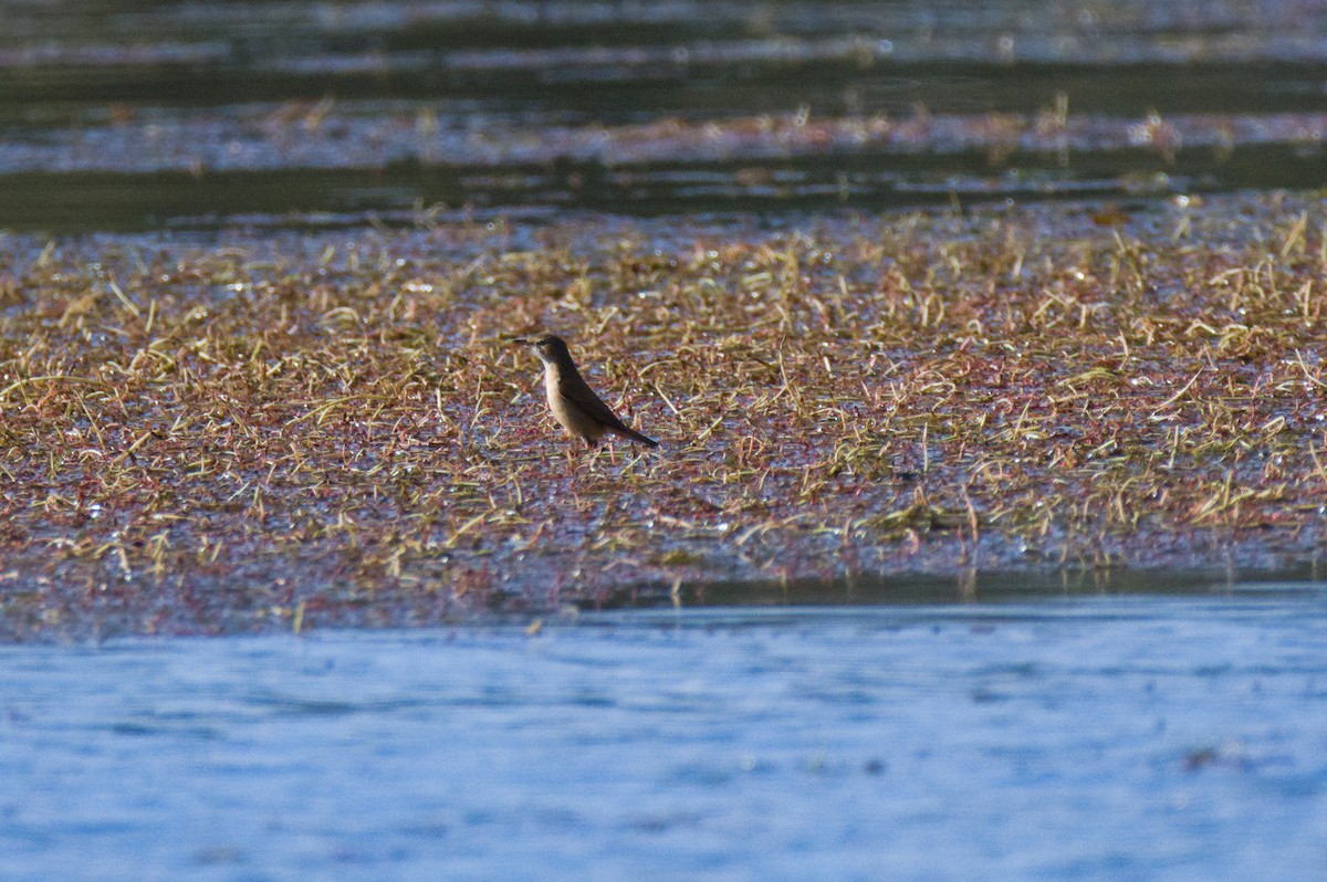 Australian Reed Warbler - ML646022295