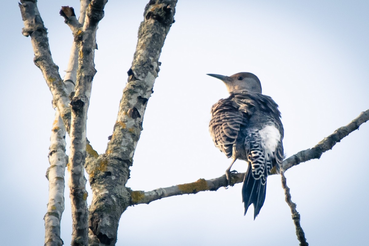 Northern Flicker - ML646022305