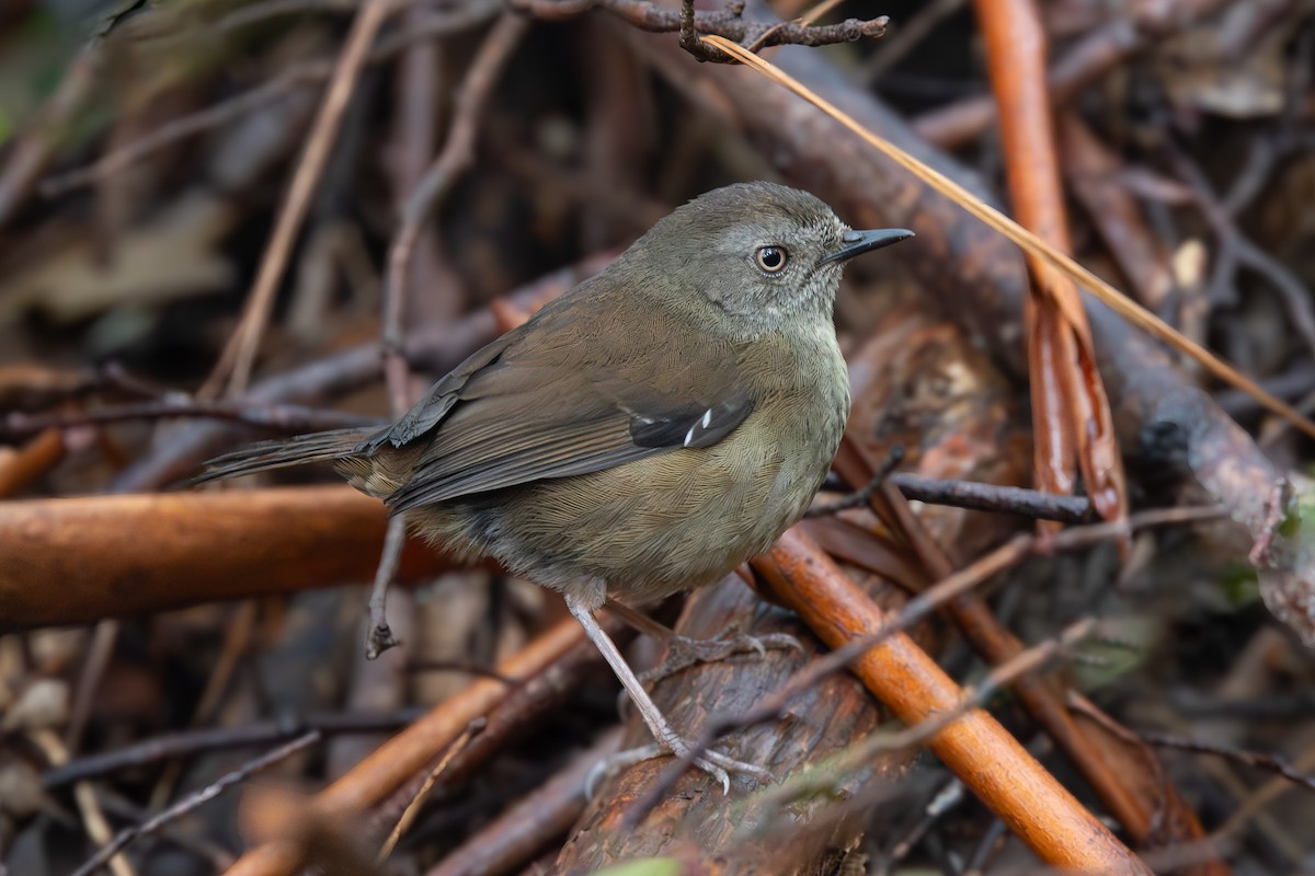 Tasmanian Scrubwren - ML646022306