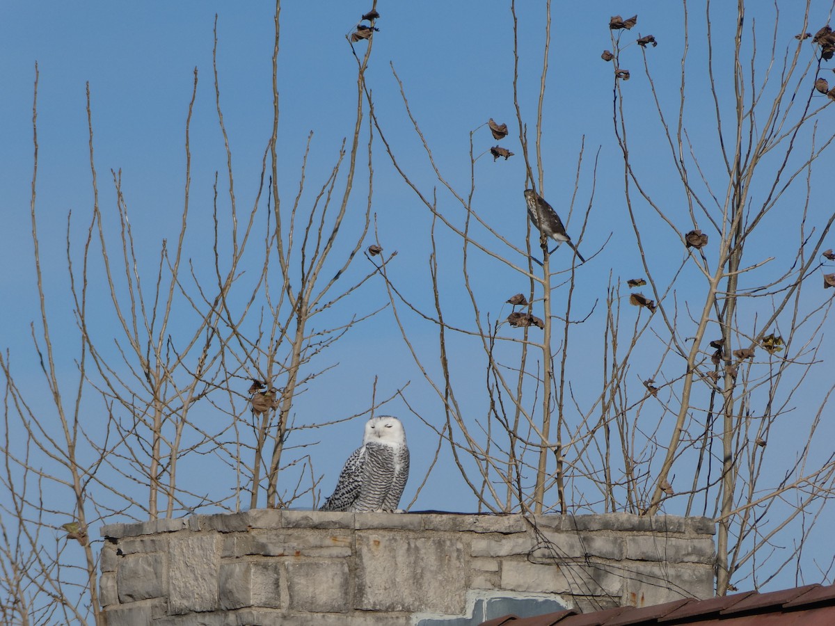 Cooper's Hawk - ML646022310