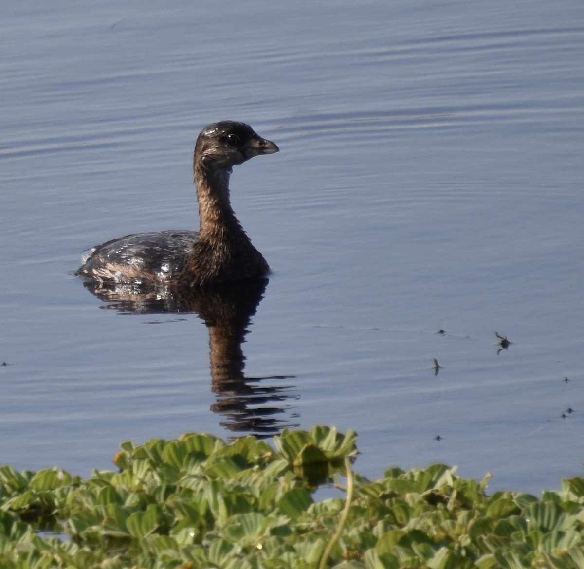 Pied-billed Grebe - ML646022311