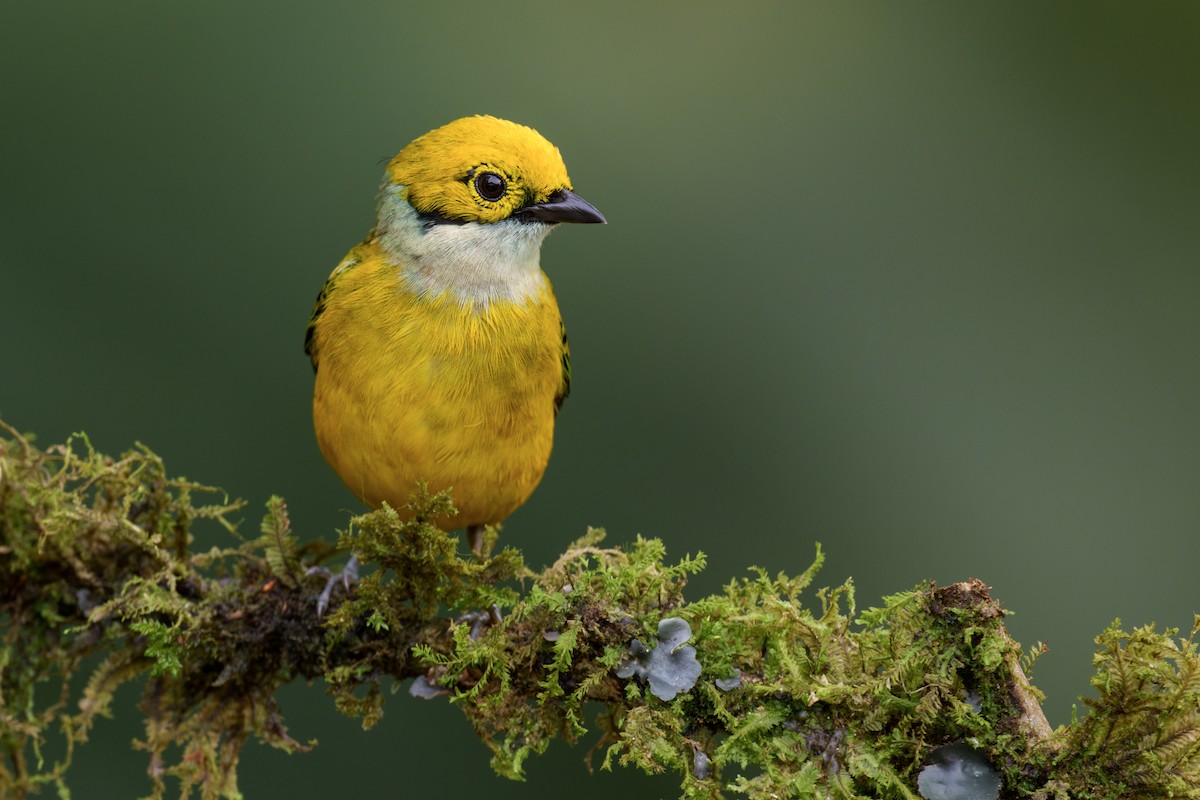 Silver-throated Tanager - ML646022312