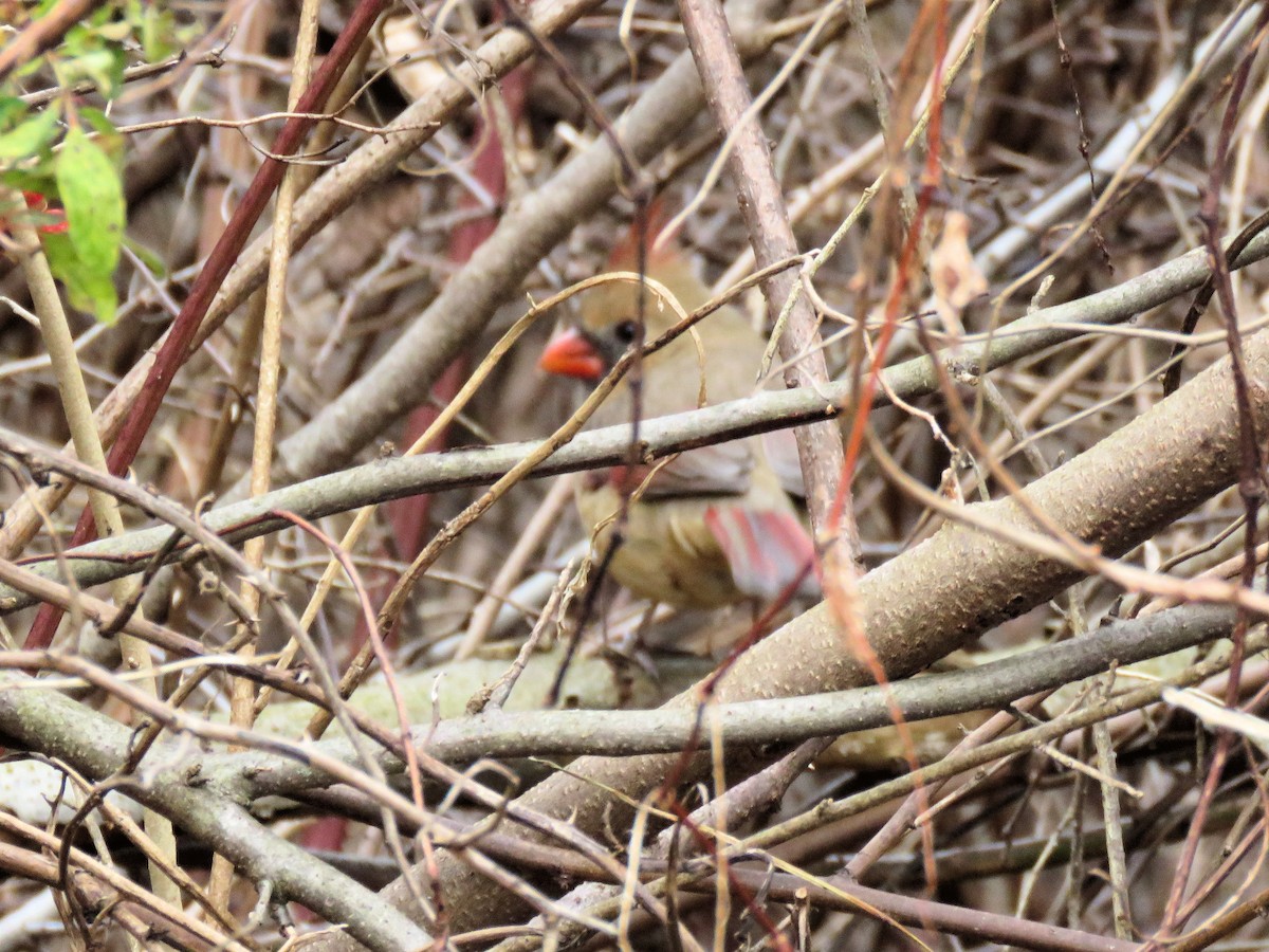 Northern Cardinal - ML646022314