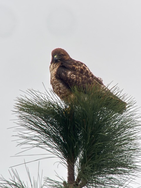 Краснохвостый канюк - ML646022315