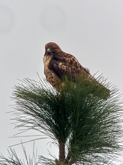 Краснохвостый канюк - ML646022316