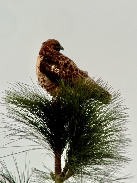 Краснохвостый канюк - ML646022317