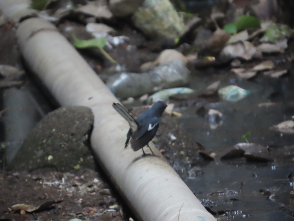 Oriental Magpie-Robin - ML646022319