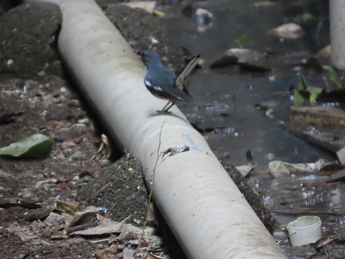 Oriental Magpie-Robin - ML646022320