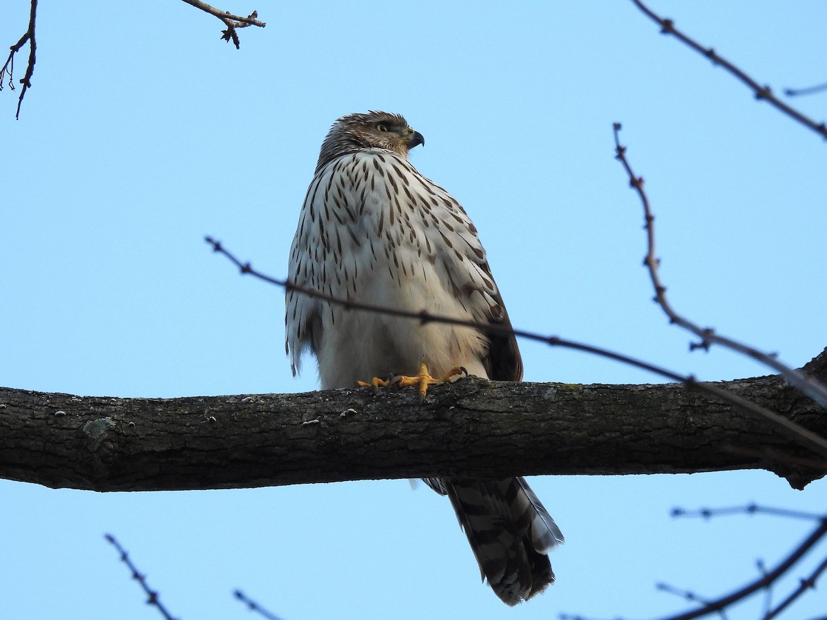 Cooper's Hawk - ML646022321