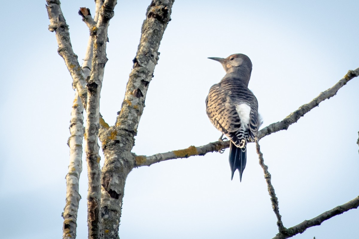 Northern Flicker - ML646022322