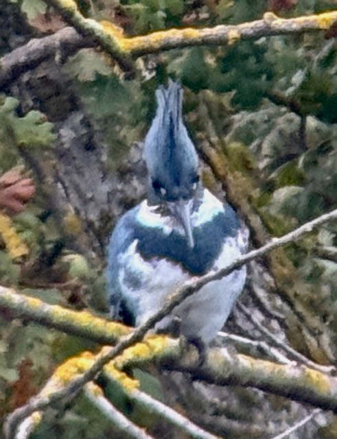 Belted Kingfisher - ML646022324