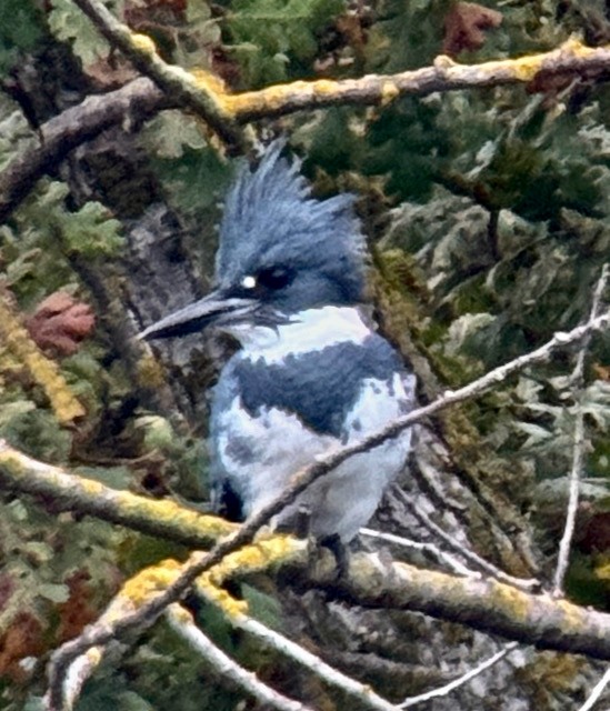 Belted Kingfisher - ML646022325