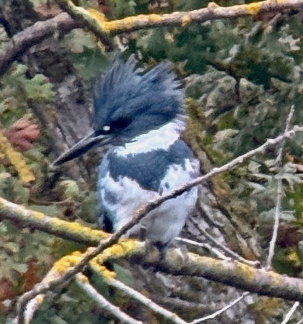 Belted Kingfisher - ML646022326