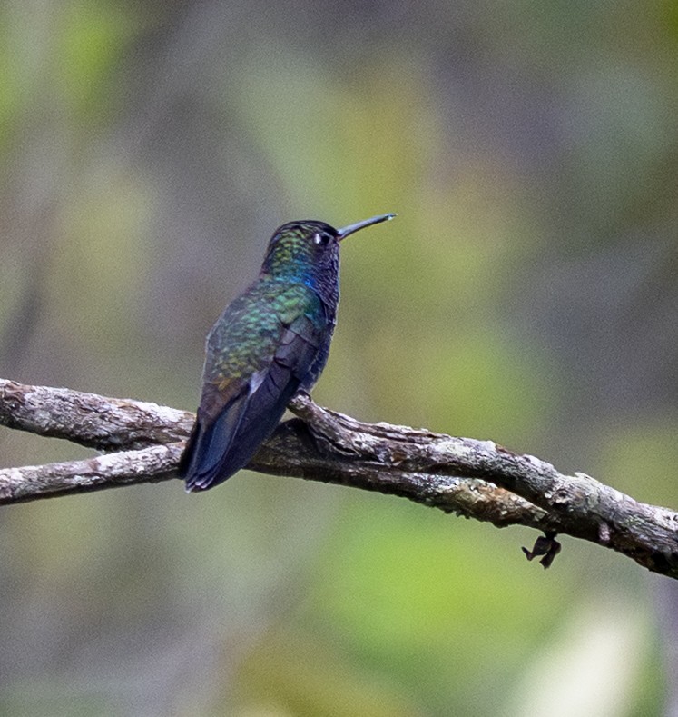 Sapphire-spangled Emerald - ML646022327