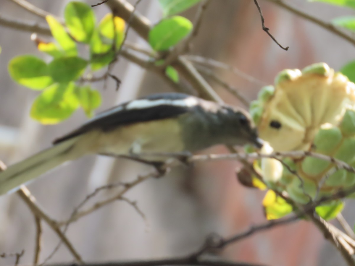 Oriental Magpie-Robin - ML646022329