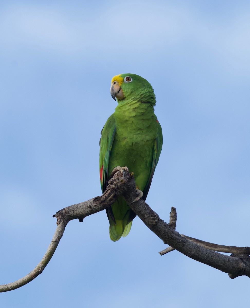 Yellow-crowned Amazon - ML646022330