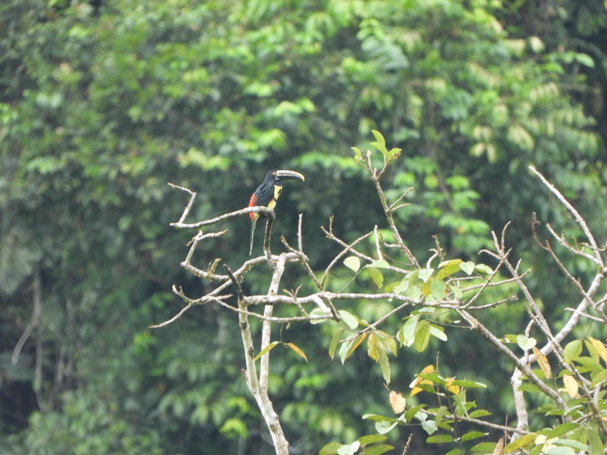 Pale-mandibled Aracari - ML646022331