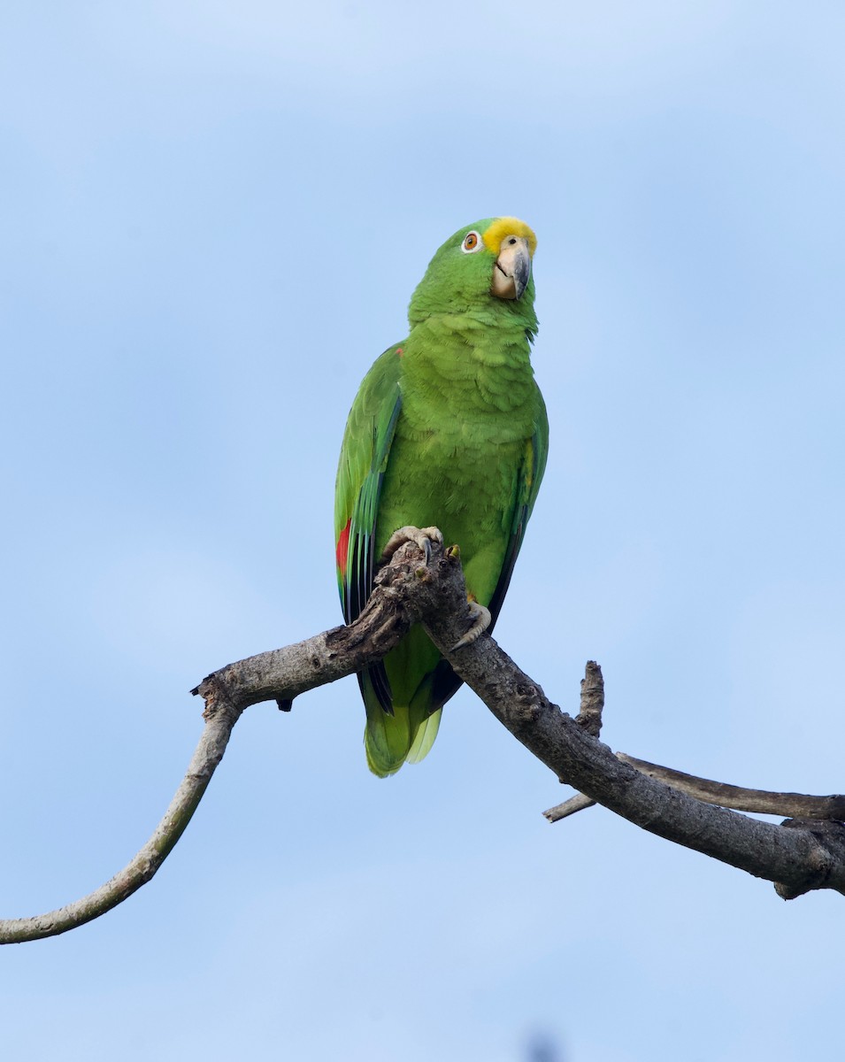 Yellow-crowned Amazon - ML646022332