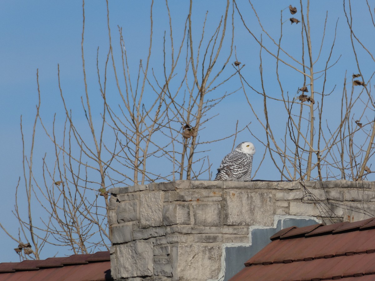 Snowy Owl - ML646022333