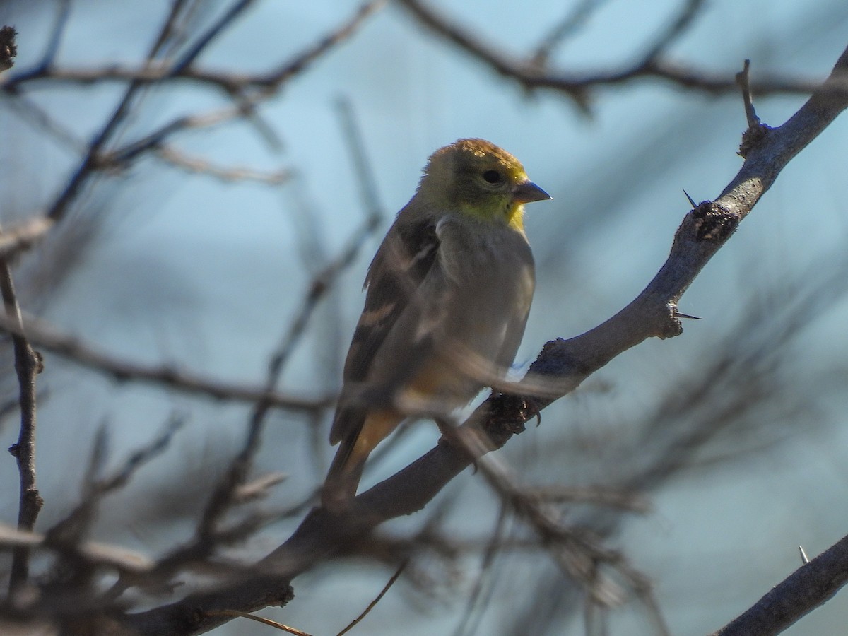 American Goldfinch - ML646022335