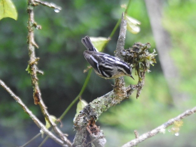 Black-and-white Warbler - ML646022336