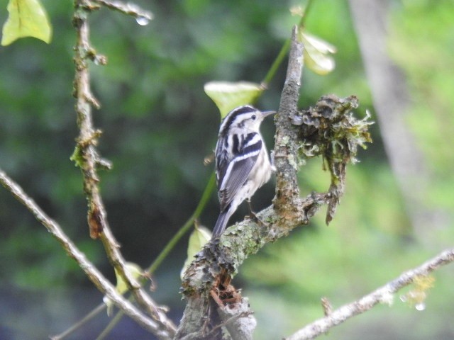 Black-and-white Warbler - ML646022337