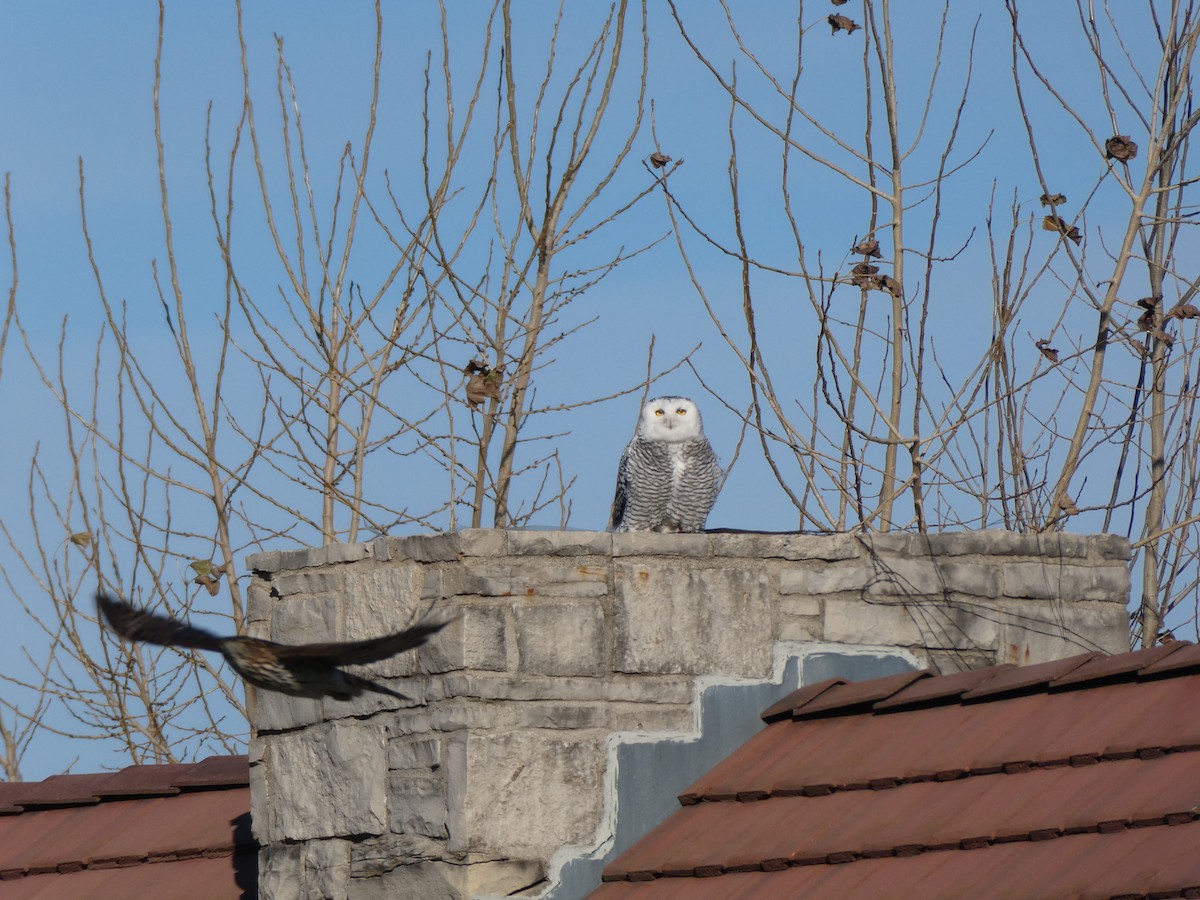 Snowy Owl - ML646022342