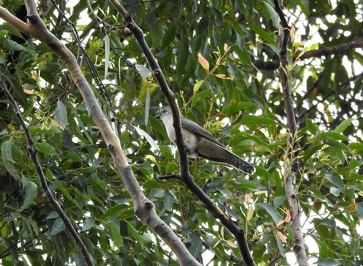 kukačka pokřovní - ML646022346