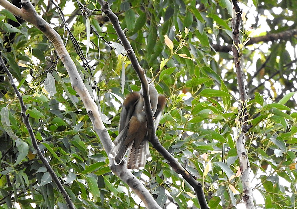 kukačka pokřovní - ML646022347