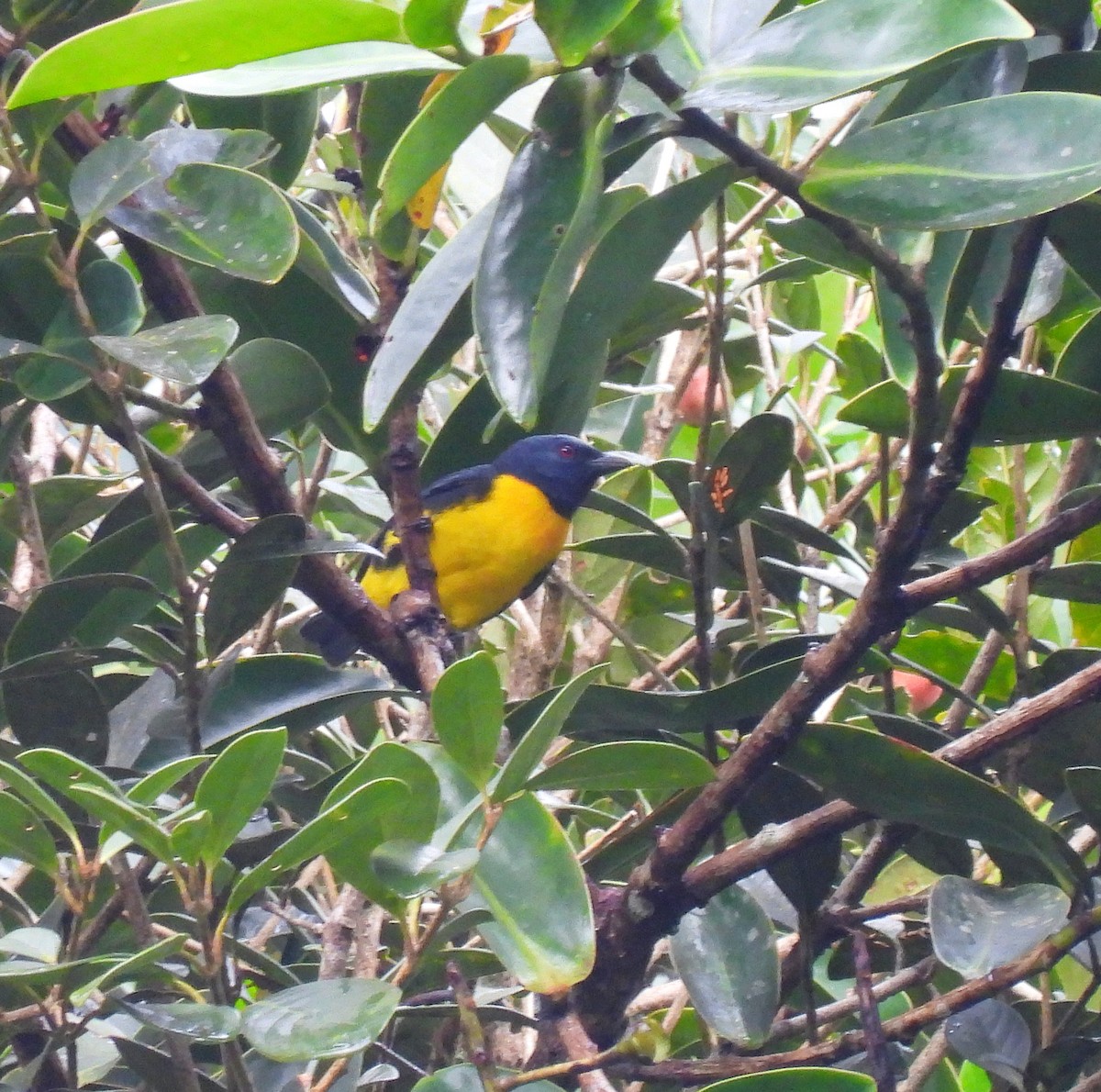 Black-and-yellow Tanager - ML646022348