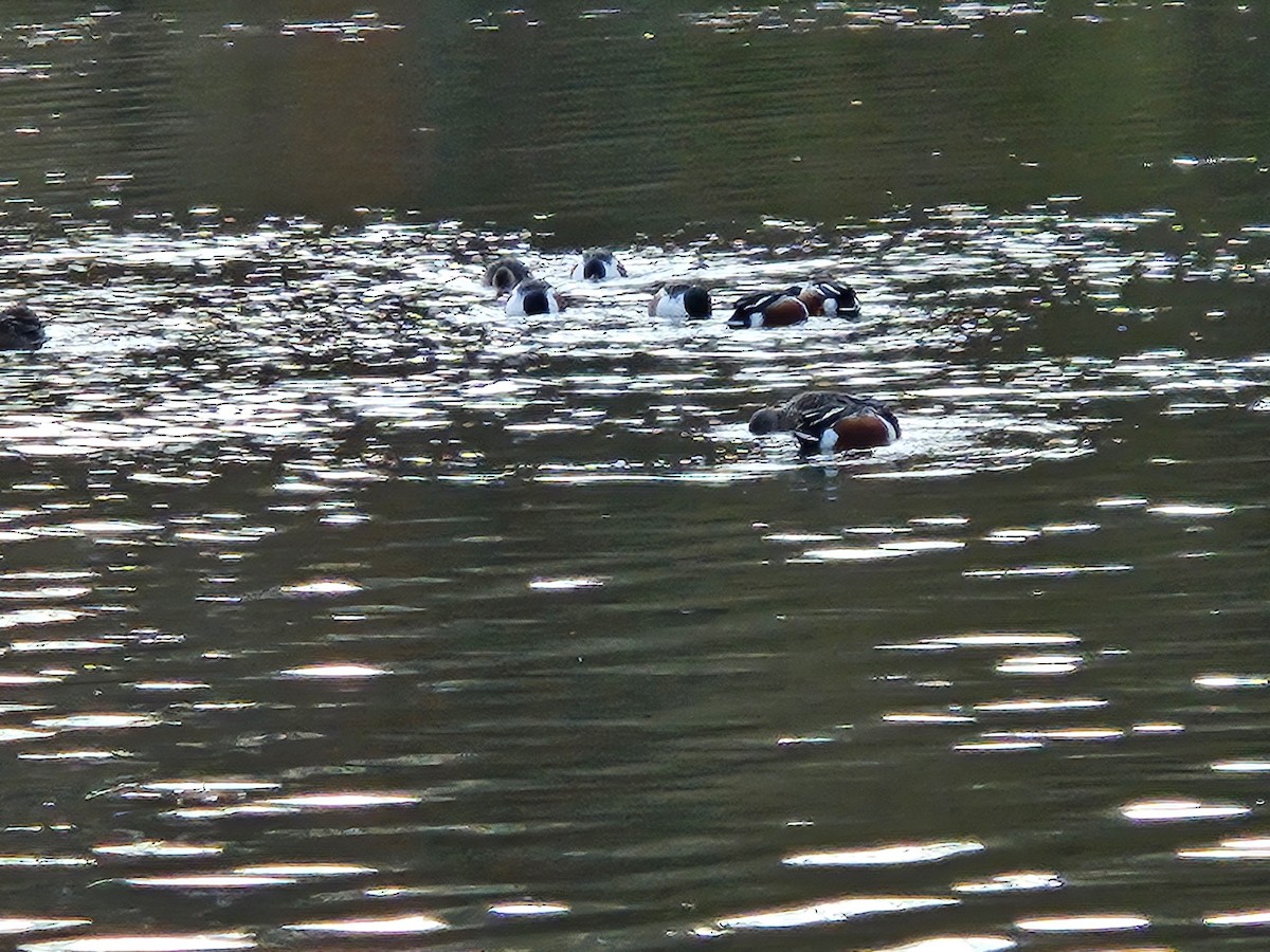 Kaşıkgaga - ML646022354