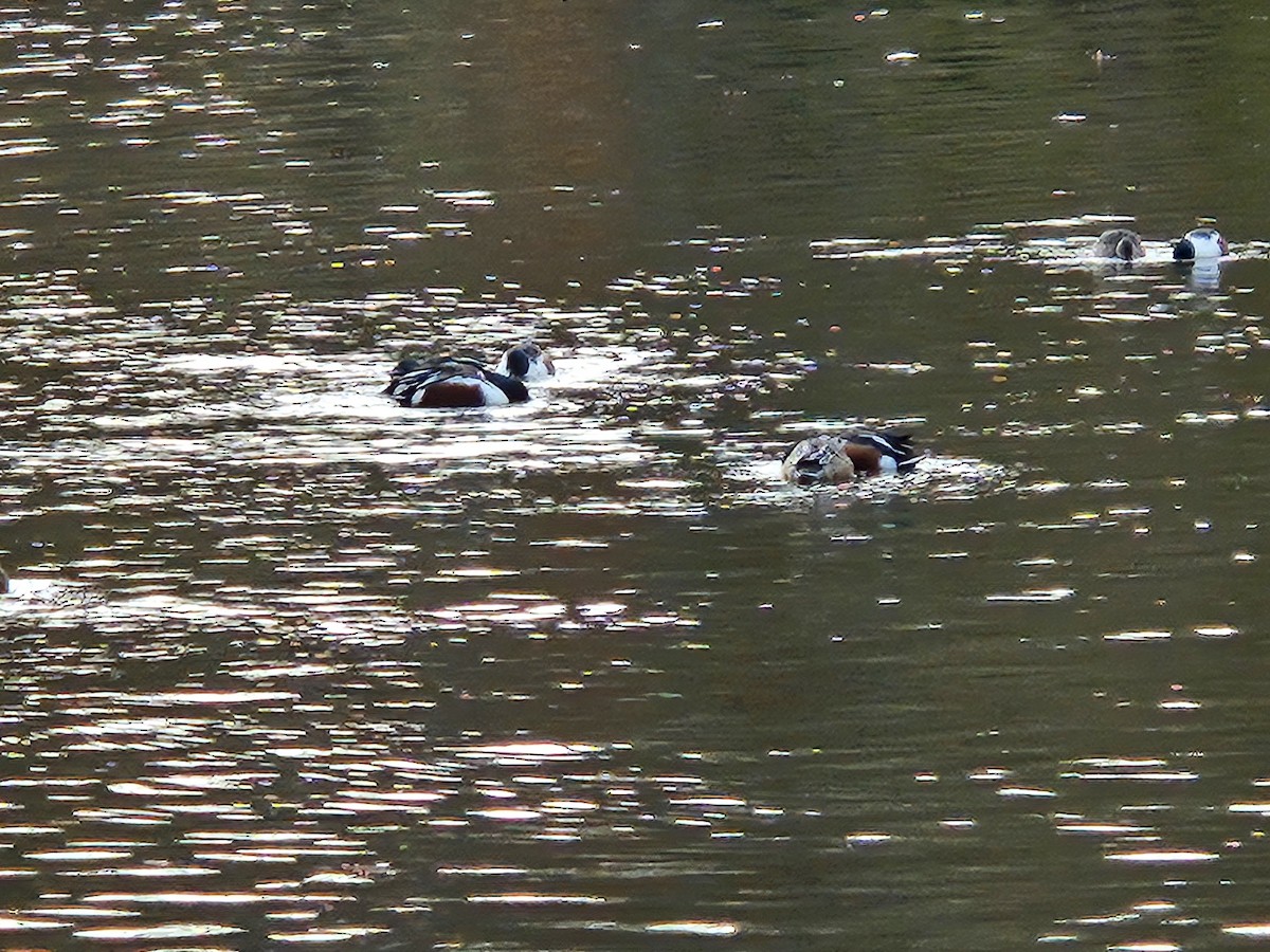 Kaşıkgaga - ML646022355