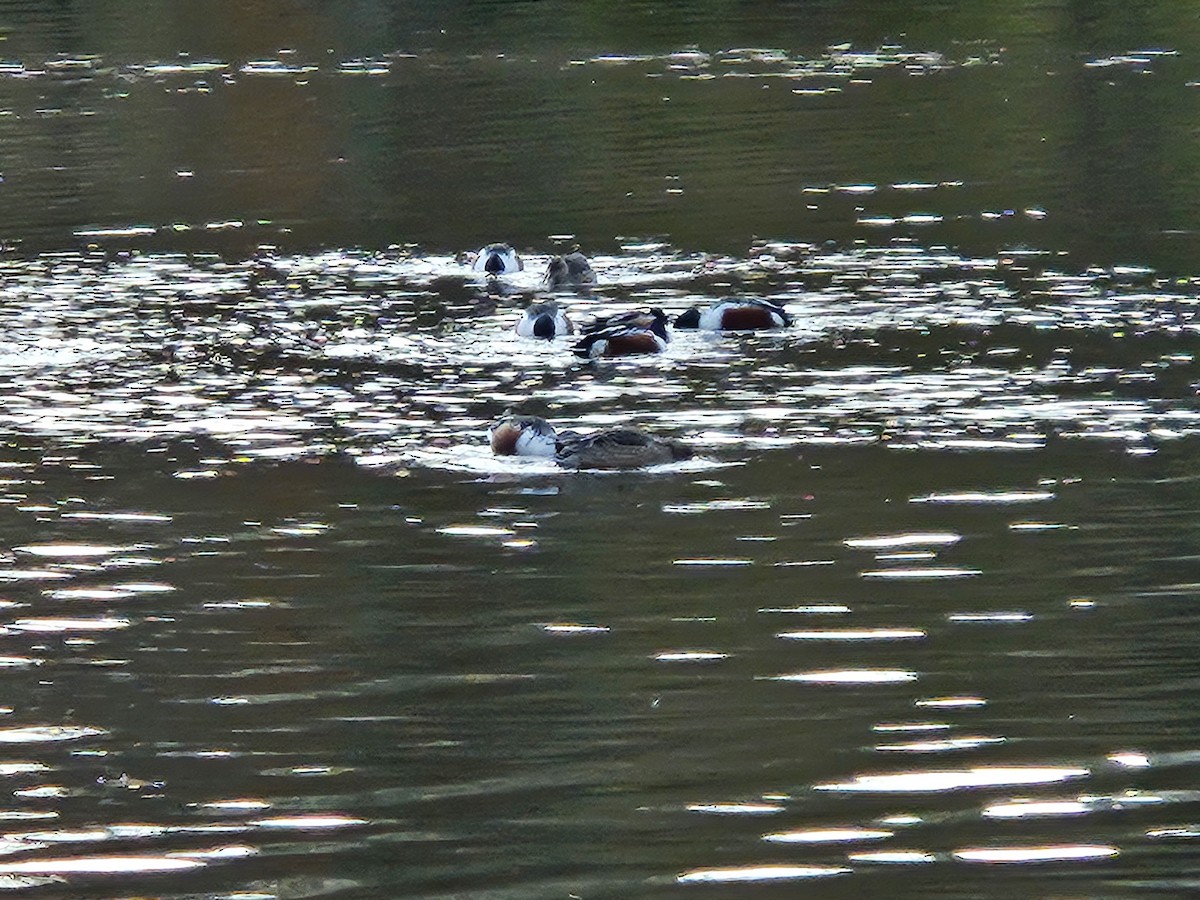 Kaşıkgaga - ML646022356